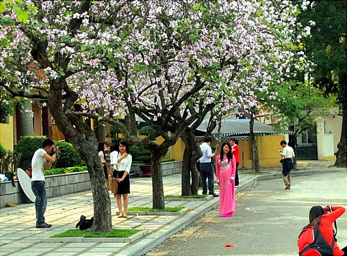 Nhiều địa điểm quanh Quốc lộ 6 ở thị trấn Mộc Châu, khách du lịch có thể dễ dàng ngắm vẻ đẹp của loài hoa ban này. Ảnh: Dulich24h.