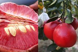 Giống bưởi này có màu sắc bắt mắt, rất phù hợp với dịp Tết.