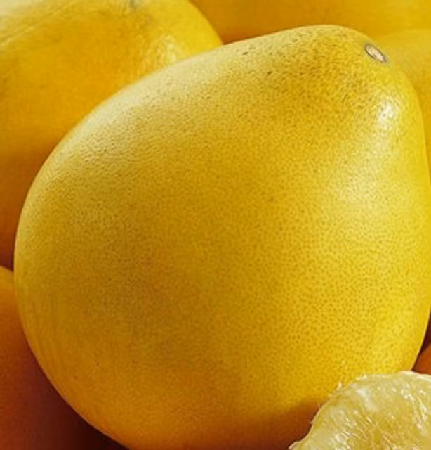 Có màu vàng rất đẹp và lạ mắt, lại chín vào dịp tết nên quả bưởi vàng được dự báo sẽ rất đắt khách trong dịp lễ Tết 2017 sắp tới. Bưởi vàng rất thích hợp để làm quà biếu, bày mâm ngũ quả vì màu vàng tượng trưng cho sự giàu sang...