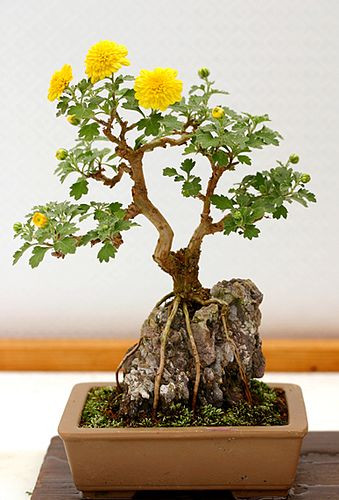 Cúc bonsai được tạo dáng độc, toàn bộ rễ bán chặt lấy phiến đá cực lạ.