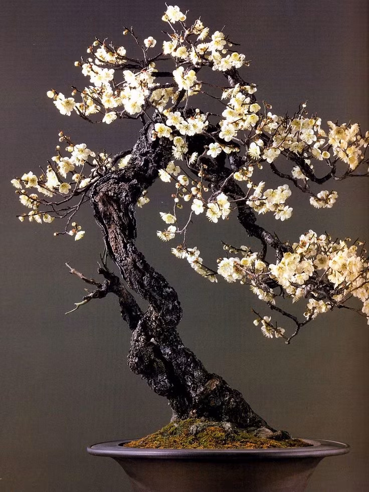 Mai trắng bonsai thế cổ thụ tuyệt đẹp.