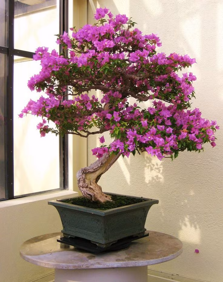 Hoa giấy bonsai cũng rất được ưa chuộng.