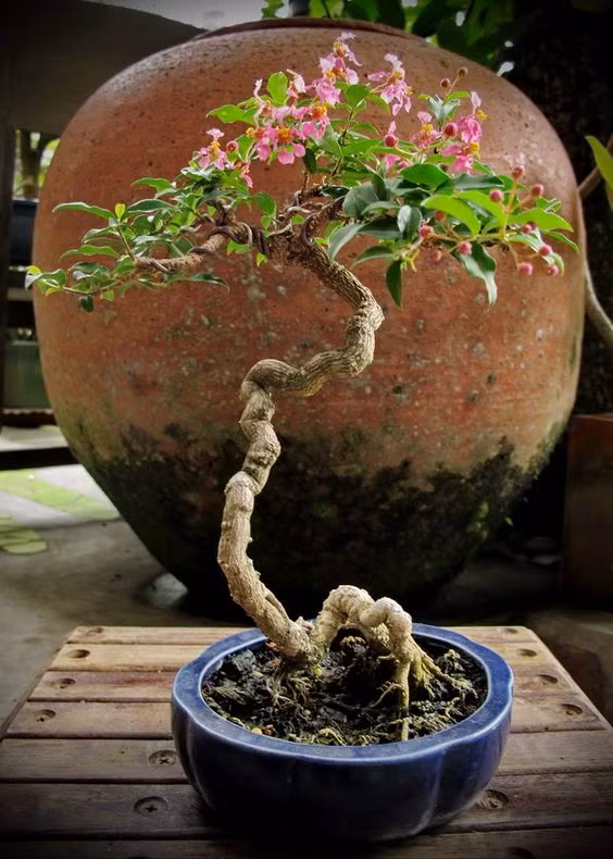 Để tạo ra những chậu hoa bonsai đẹp mắt này chắc hẳn các nghệ nhân phải tạo dáng rất kỳ công.