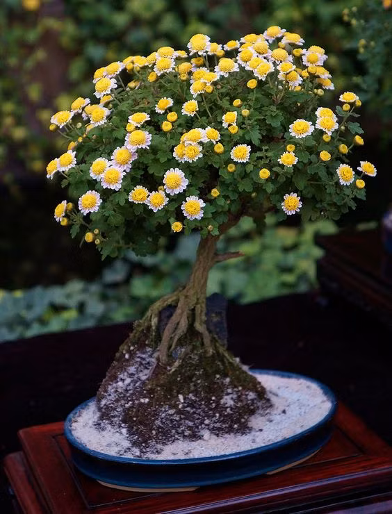 Chậu cúc bonsai đẹp hút hồn.