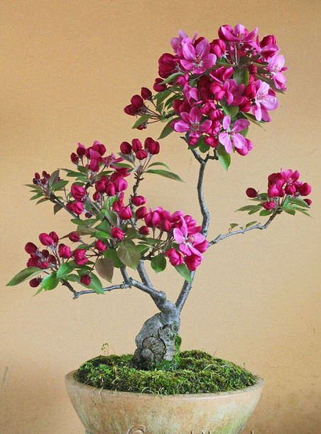 Cây mai đỏ bonsai dáng thanh mảnh.