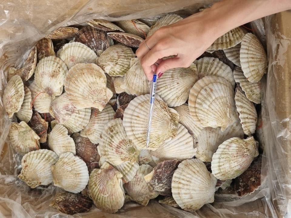 Sò điệp Nhật Bản đổ về Việt Nam tăng đột biến So diep Nhat Ban do ve Viet Nam tang dot bien