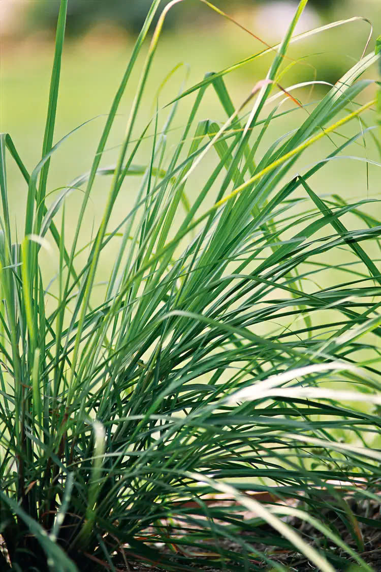 Nhung loai thao moc de cham, tien dung, lam dep nha quanh nam-Hinh-9