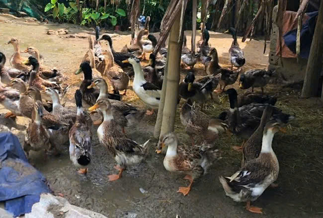 Dan lai to nho nuoi loai dac san thit ngot, thom-Hinh-2