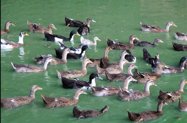 Dan lai to nho nuoi loai dac san thit ngot, thom-Hinh-3