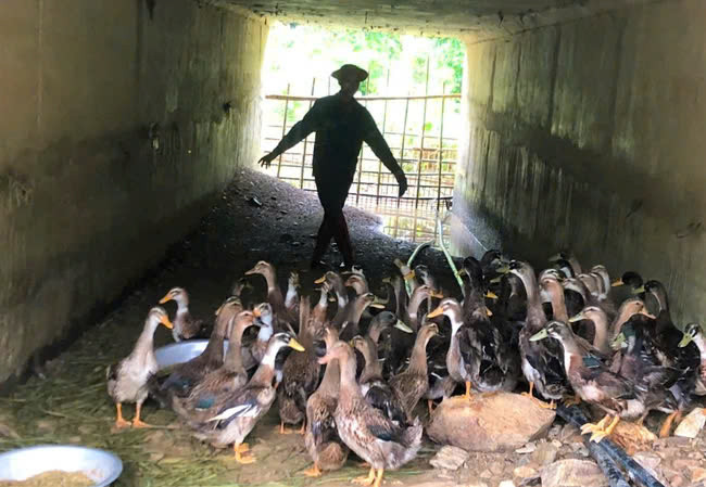 Dan lai to nho nuoi loai dac san thit ngot, thom-Hinh-4