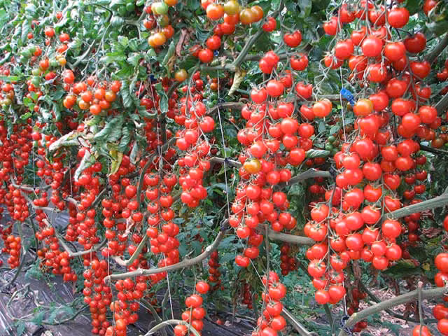 Loi ich cua cay an qua trong san vuon-Hinh-5