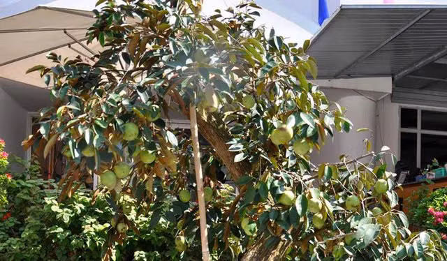 Loi ich cua cay an qua trong san vuon-Hinh-3