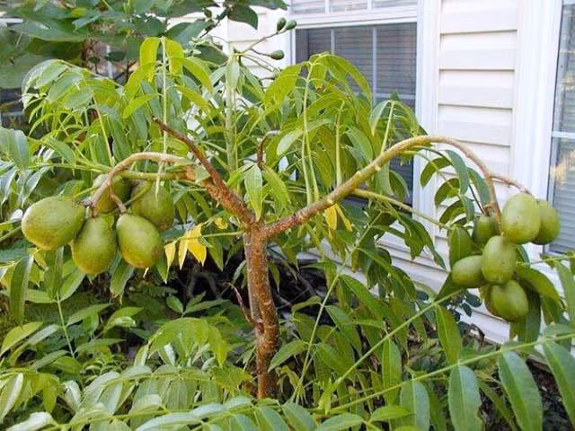 Loi ich cua cay an qua trong san vuon-Hinh-4