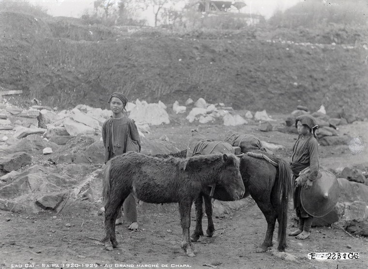 Những chú ngựa được bán ở chợ.