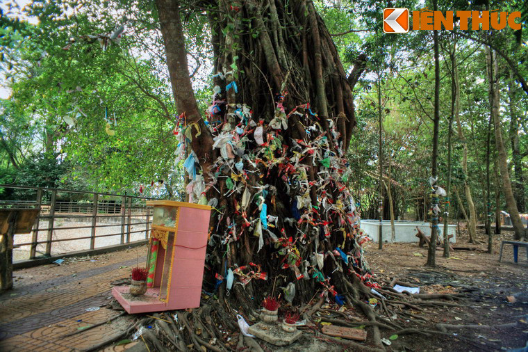 Bên ngoài chánh điện chùa là khuôn viên xanh mát rợp bóng cây cổ thụ, không gian mát mẻ, thanh tịnh.