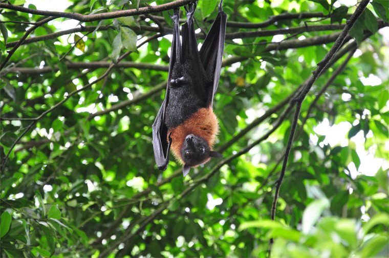 Điều độc đáo nhất của chùa dơi là trong vườn chùa có rất nhiều dơi quạ trú ngụ. Đây là loài dơi, trọng lượng từ 1 - 1.5kg với sải cánh rộng đến 1.5m. Sự hiện diện của đàn dơi chính là nguồn gốc tên gọi chùa dơi.