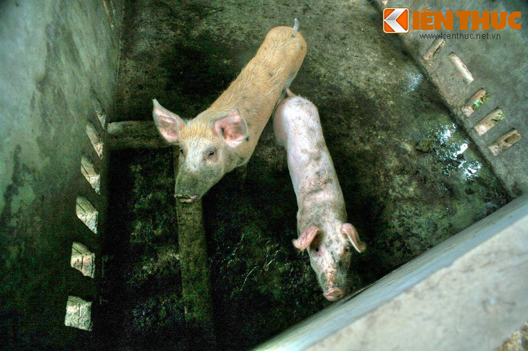 Cạnh khu mộ còn có một khu chuồng nuôi heo 5 móng do các gia đình trong khu vực gửi tới chùa. Những con heo “thành tinh” ở đây được nuôi dưỡng cẩn thận, khi chết được chôn cất tử tế.