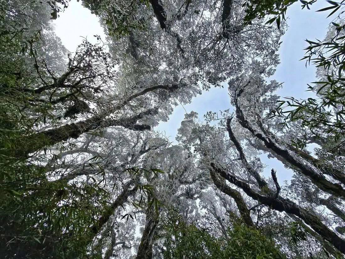 Thời tiết ngày 15/1: Bắc Bộ trời rét đậm, có nơi rét hại Thoi tiet ngay 15/1: Bac Bo troi ret dam, co noi ret hai