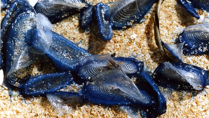 Loại sinh vật lạ này được biết đến với cái tên velella velella, có kích thước nhỏ khoảng 10cm và thân trong giống sứa.