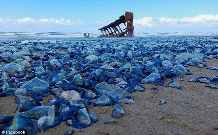 Chính vì vậy khi có sự xuất hiện của chúng, người dân địa phương luôn cảm thấy kinh hãi, nhất là khi xác của chúng có thể chất dày lên tới 6 inch (15 cm).