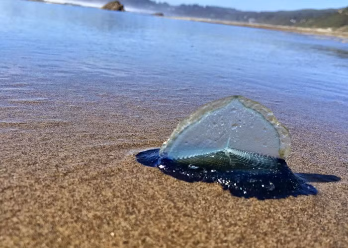 Chúng sẽ có mùi như cá thối khi bị phân hủy và phải mất đến vài ngày mới có thể hết mùi.