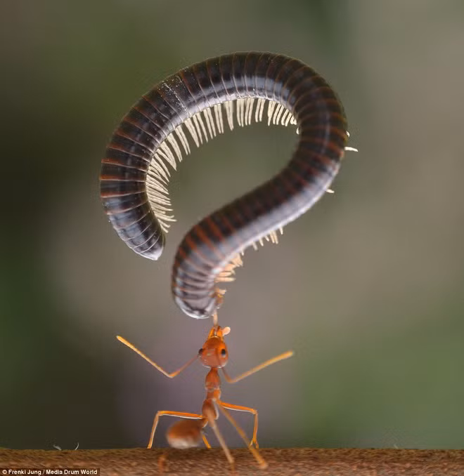 Con kiến dù nhỏ bé nhưng vẫn có thể đánh bại chú rết to lớn.