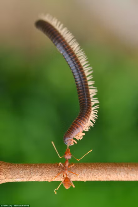 Những gì loài kiến làm được thật vượt ngoài sức tưởng tượng", tác giả loạt ảnh này, Jung cho hay.