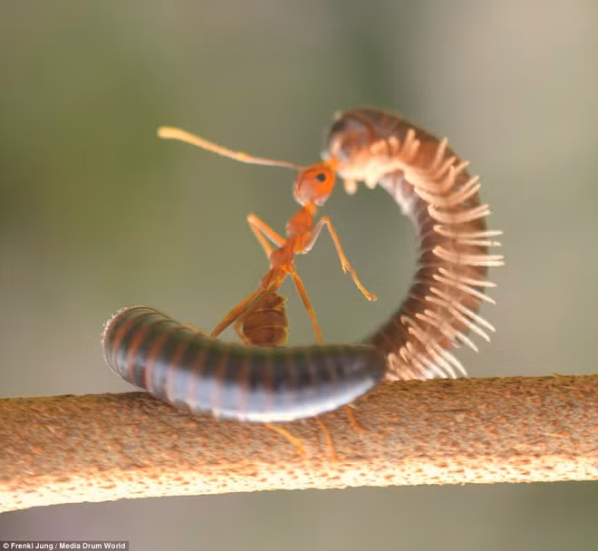 Những chiếc chân của nó trở nên vô tác dụng trước hàm răng cực khoẻ của kiến.