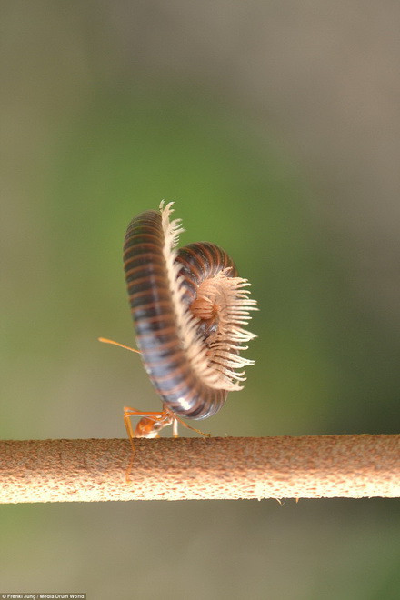 Con rết to xác dường như bất lực trước đòn tấn công hiểm của kiến.