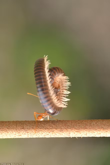 Con rết to xác dường như bất lực trước đòn tấn công hiểm của kiến.