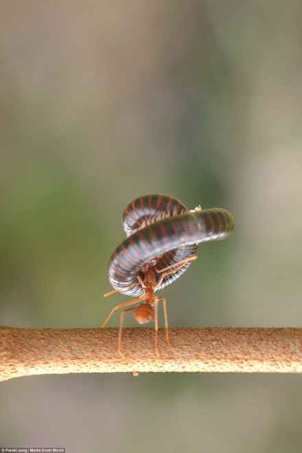 Con rết chỉ biết co người lại và nhận thất bại.