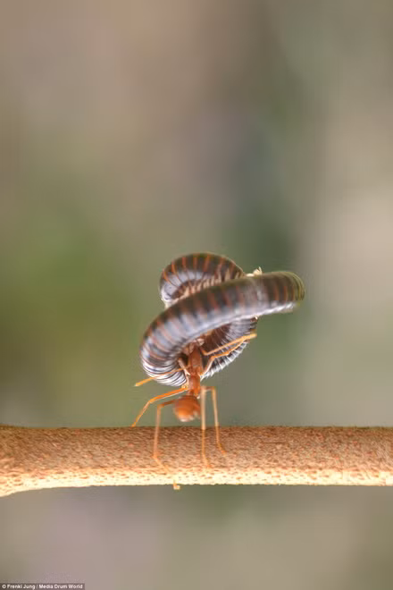 Con rết chỉ biết co người lại và nhận thất bại.