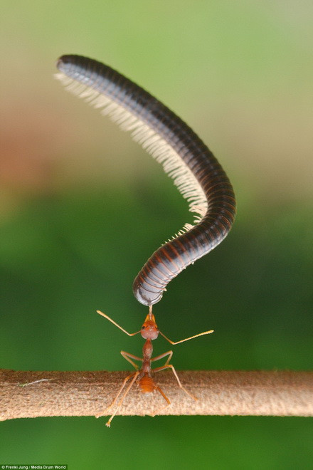 Kiến tí hon lực sỹ thậm chí còn nhấc bổng rết khổng lồ.