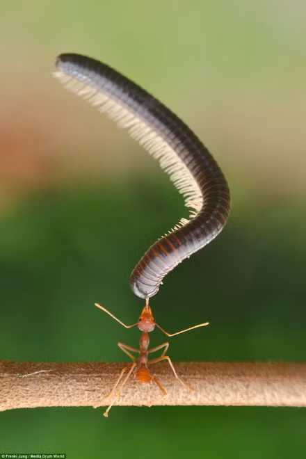 Kiến tí hon lực sỹ thậm chí còn nhấc bổng rết khổng lồ.