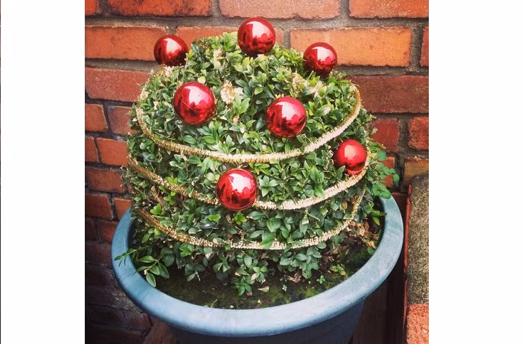  9. Nhổ đại một cây ngoài vườn: Nếu thấy có cây nào "vừa mắt" bạn để có thể biến chúng thành cây thông Noel thì bãy "bứng" ngay về, treo thêm dàn đèn lên nữa là bạn đã có một cây thông đúng nghĩa cho Giáng sinh.