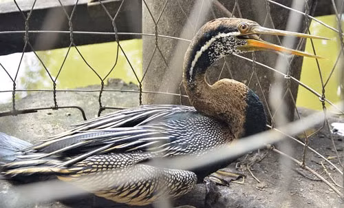 Thao Cam Vien tiep nhan chim co ran rat quy hiem