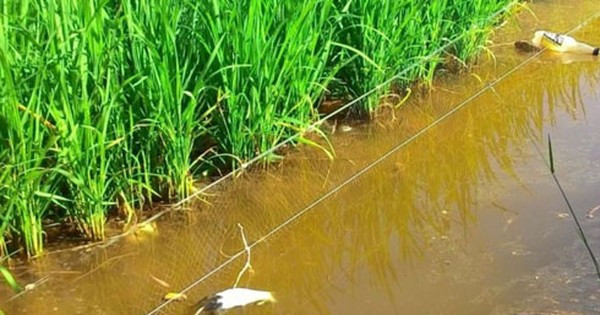 Bế Ích Thi khai nhận, trưa 16/9/2016, hắn ra sông đặt bẫy điện để bắt cá. (Ảnh minh hoạ, nguồn ảnh Internet)