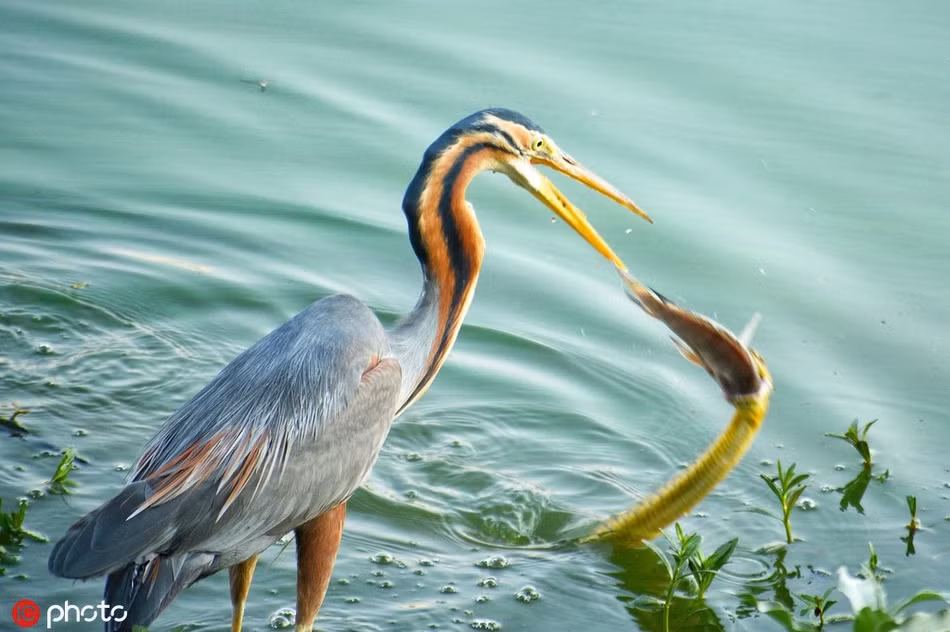 Choang vang canh tuong diec va ran nuoc tranh gianh ca-Hinh-3