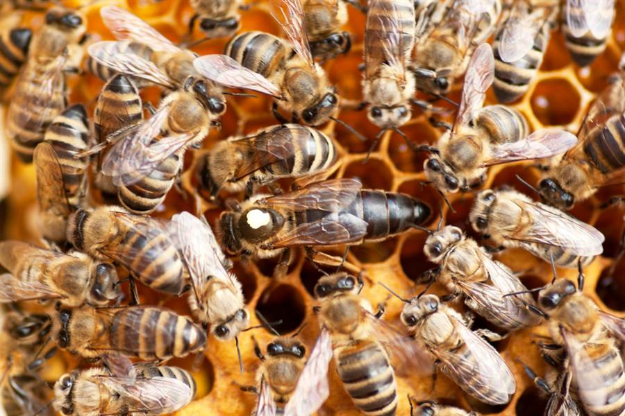 Nghe tieng dong ron nguoi trong phong ngu, phat hien dieu choang vang