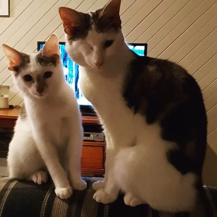 Vẻ ngoài của Frankie rất thu hút với 4 chiếc tai, 2 chiếc tai nhỏ, 2 chiếc tai lớn. Cùng với em trai mình, chú cũng đã được nhận nuôi bởi một người chủ ấm áp và giàu tình thương.