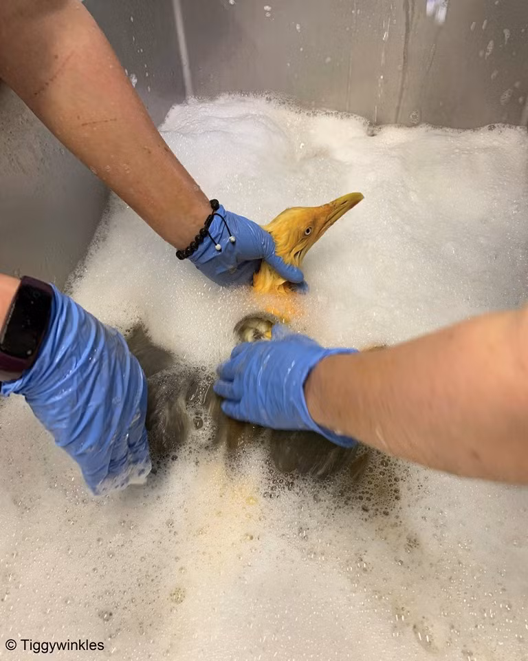 Ngỡ ngàng mòng biển màu vàng rực và sự thật đáng sợ - Hình 3 Ngo ngang mong bien mau vang ruc va su that dang so-Hinh-3