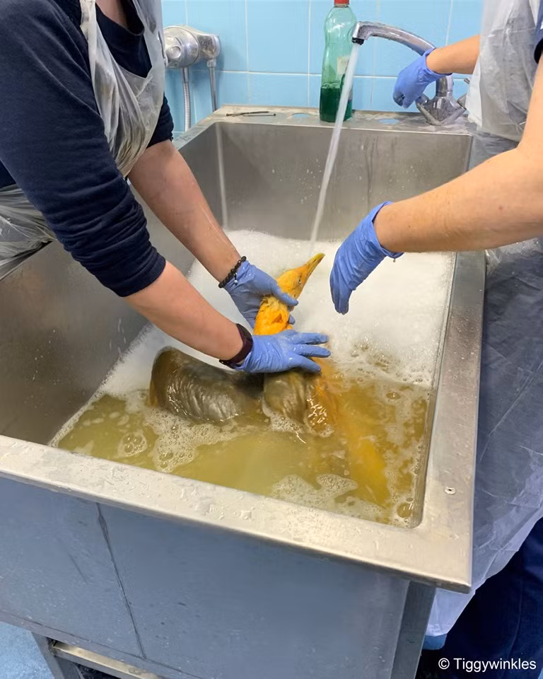 Ngỡ ngàng mòng biển màu vàng rực và sự thật đáng sợ - Hình 2 Ngo ngang mong bien mau vang ruc va su that dang so-Hinh-2