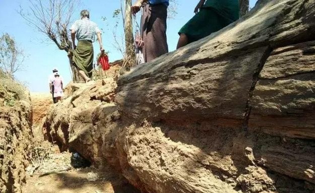 Thân cây hóa ngọc khô này dài khoảng 30m, thực sự đã hóa ngọc bên trong.