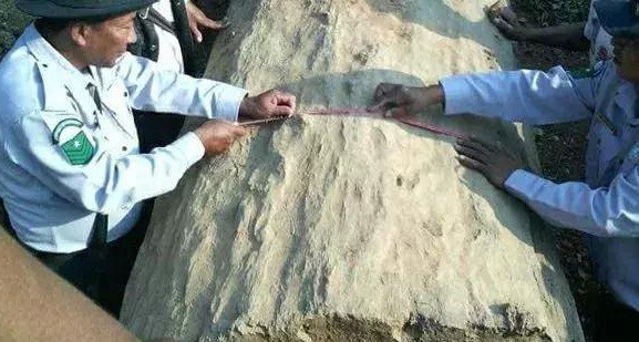 Nhiều người thắc mắc, làm thế nào người ta phải hiện thân cây khô khổng lồ này là bảo vật vô giá?