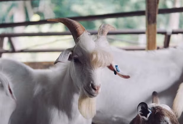 Con de dep trai nhu than tuong Kpop ai cung me-Hinh-3