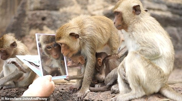 Lan dau ngam minh trong guong, khi cai bang hoang vi 