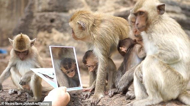 Lan dau ngam minh trong guong, khi cai bang hoang vi 