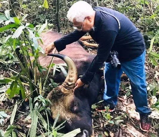 Phat hien bo tot 800kg chet trong KBT thien nhien Dong Nai