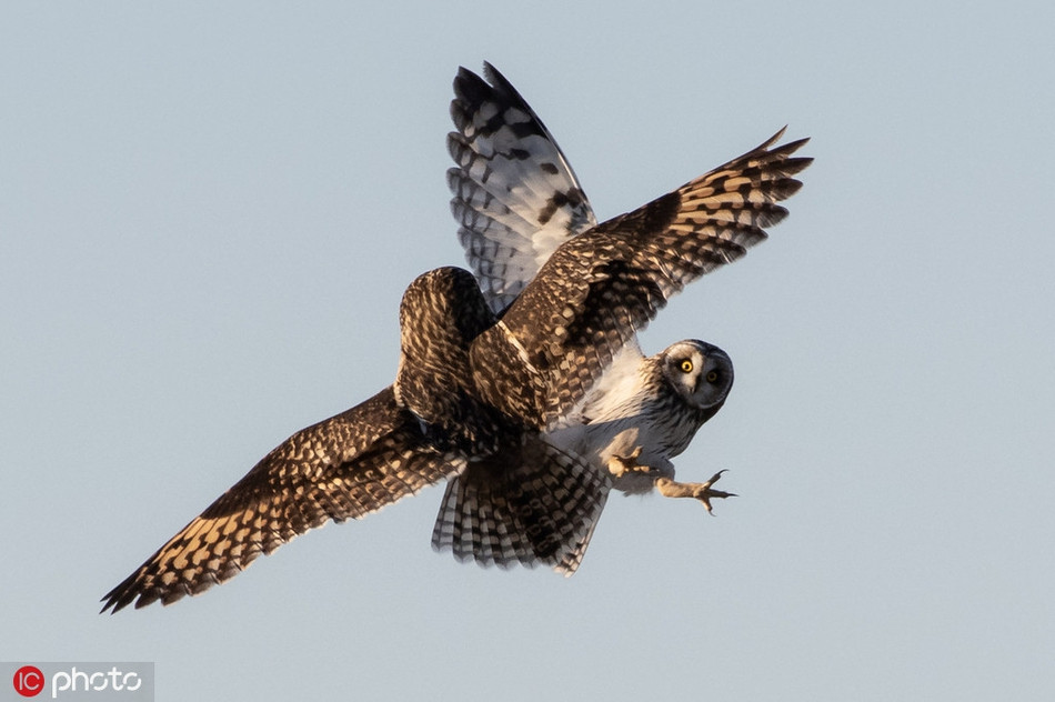 Theo nhiếp ảnh gia Kevin, thời điểm anh bắt gặp cảnh tượng này, trận không chiến đã diễn ra. Hai con chim cú bay lượn trên không, mở rộng cánh, lấy đà, lao vào nhau chiến đấu. Không chỉ thế, chúng còn vươn móng vuốt, căn vị trí để có thể ra đòn hữu hiệu nhất. 