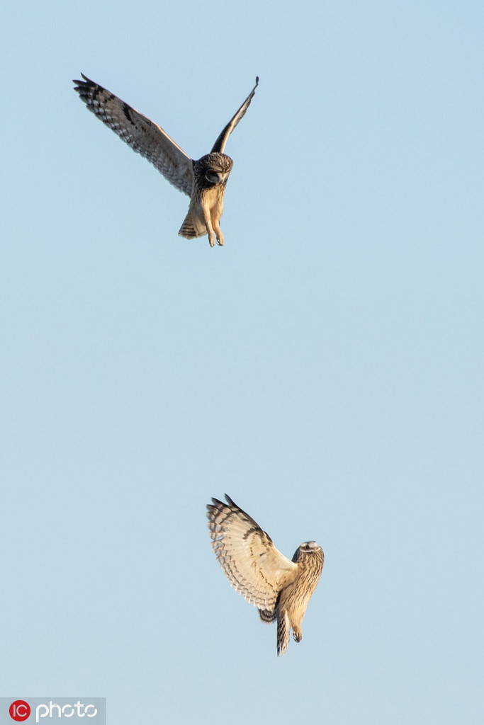 Mặc dù không rõ lý do khiến những con cú chiến đấu mạnh mẽ thế nhưng từ những hình ảnh có thể thấy được, trận chiến cực kỳ kịch liệt. 